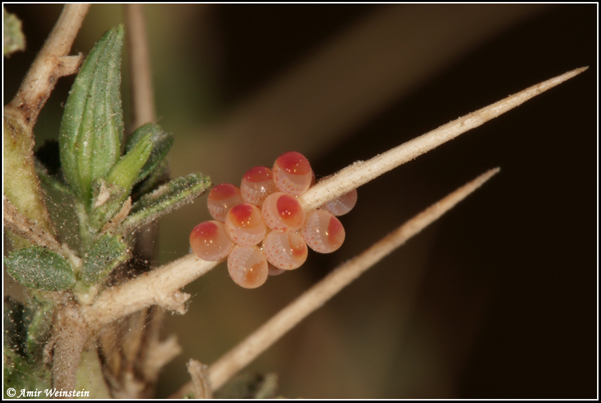 Heteroptera  d''Israele